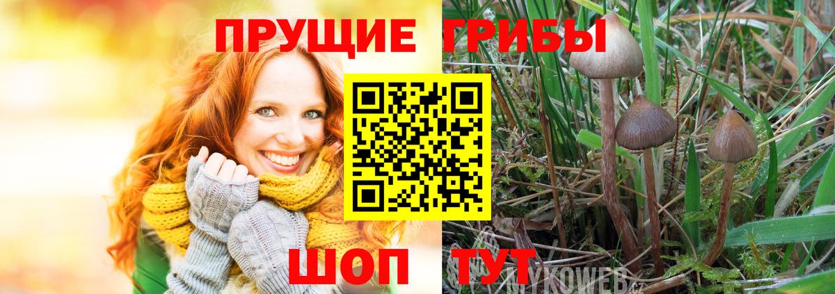 Галлюциногенные грибы Psilocybine cubensis Дзержинский